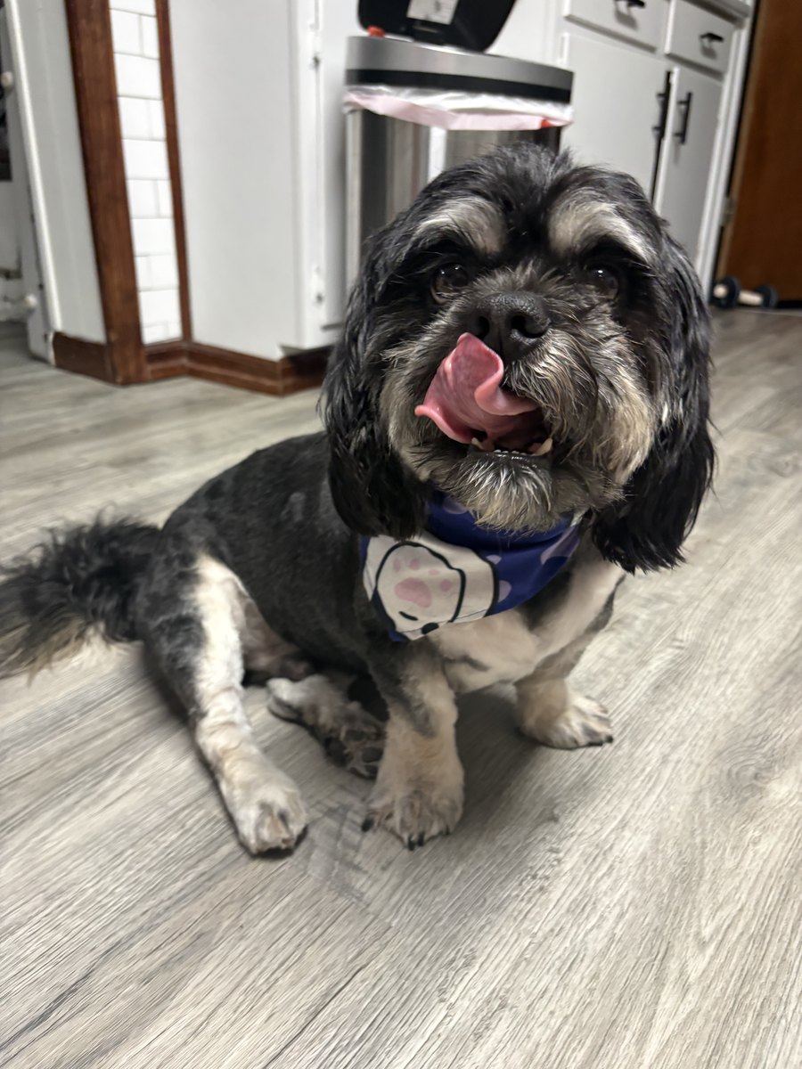 Chester, the salon dog at Mane Escape Studio
